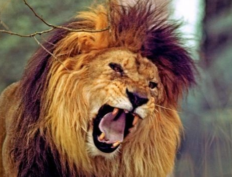 leo10