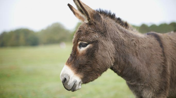 Bartleby