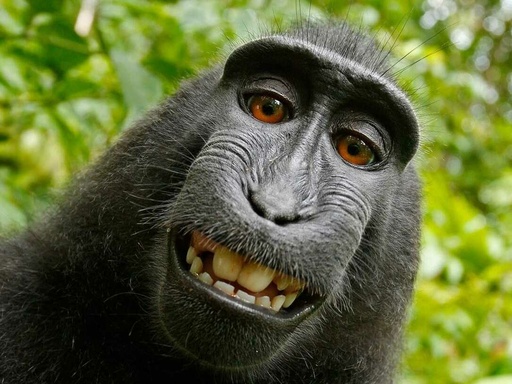 monkeyxz