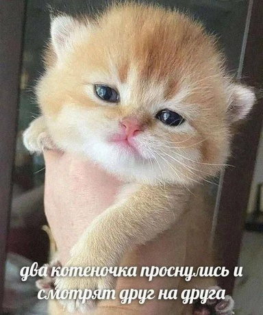 Глеб Голубин
