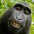 monkeyxz