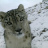 snow_leopard
