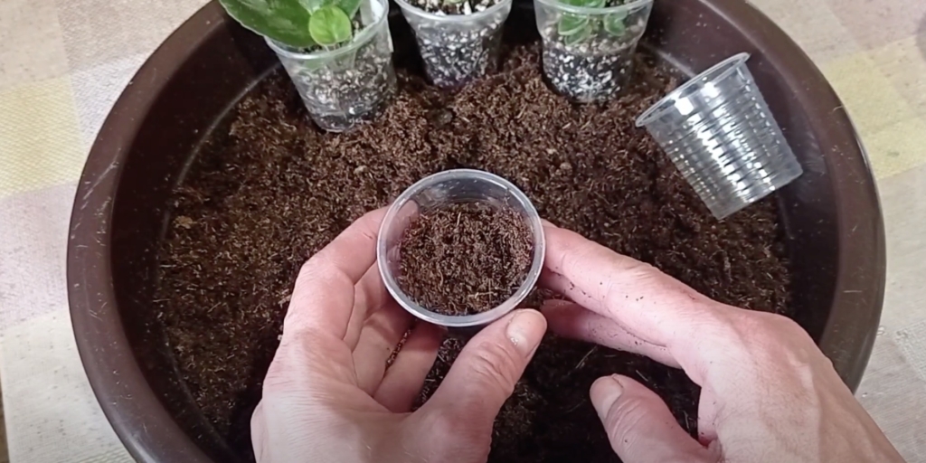 Как размножить фиалку листьями: подготовьте посадочные ёмкости