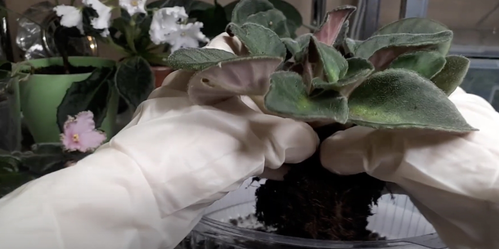 Очистите ком