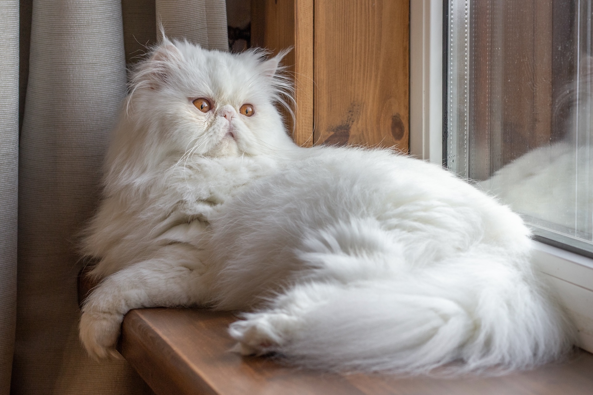 cat-1.jpeg