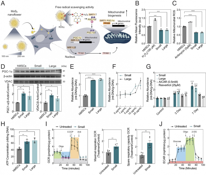 Біологи пропонують уповільнити старіння через перезарядку клітин 