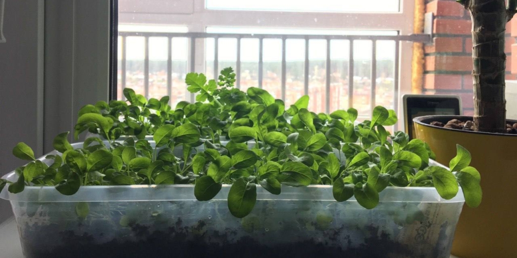 Домашнее цветоводство: зелень на балконе