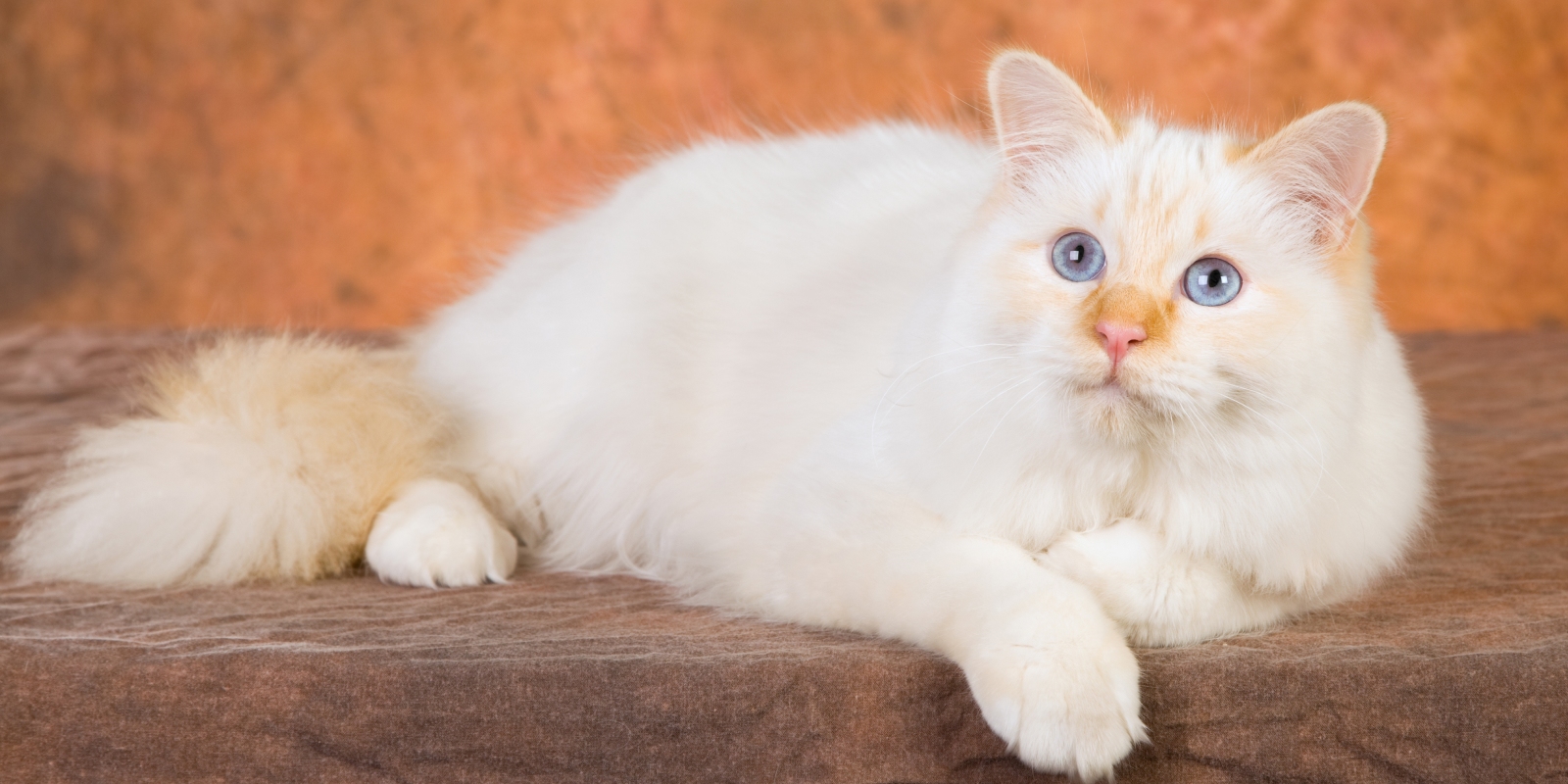 Как выглядит бирманская кошка рыжего окраса