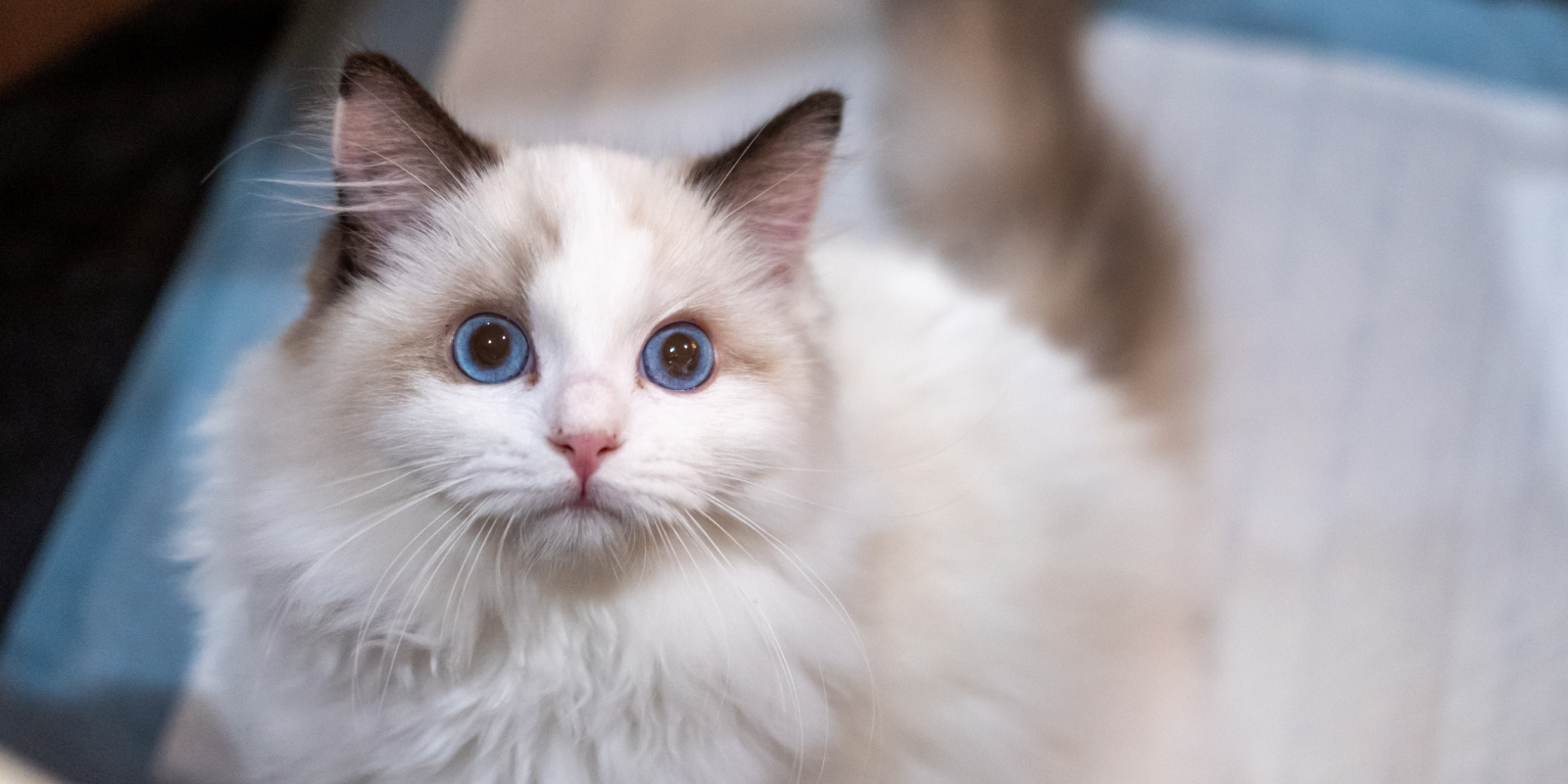 Кошки-долгожители: рэгдолл