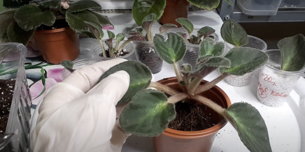 Посадите материнский куст после размножения фиалки