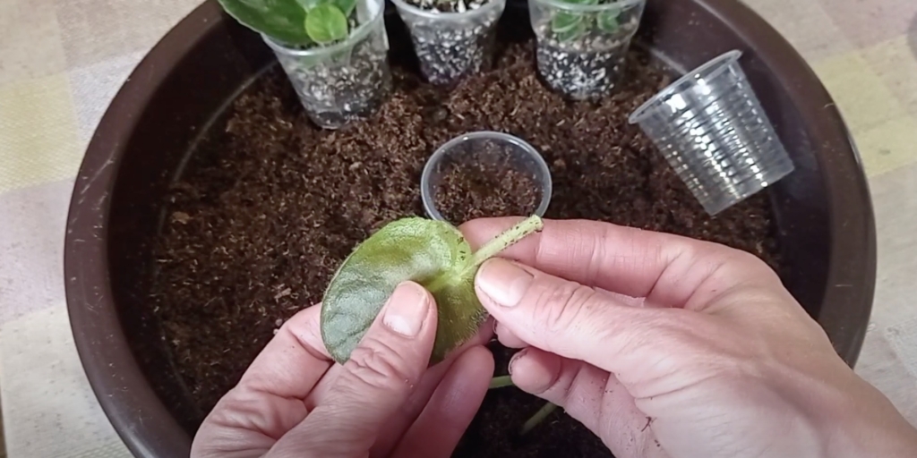 Как размножить фиалку листьями: заготовьте листовые черенки