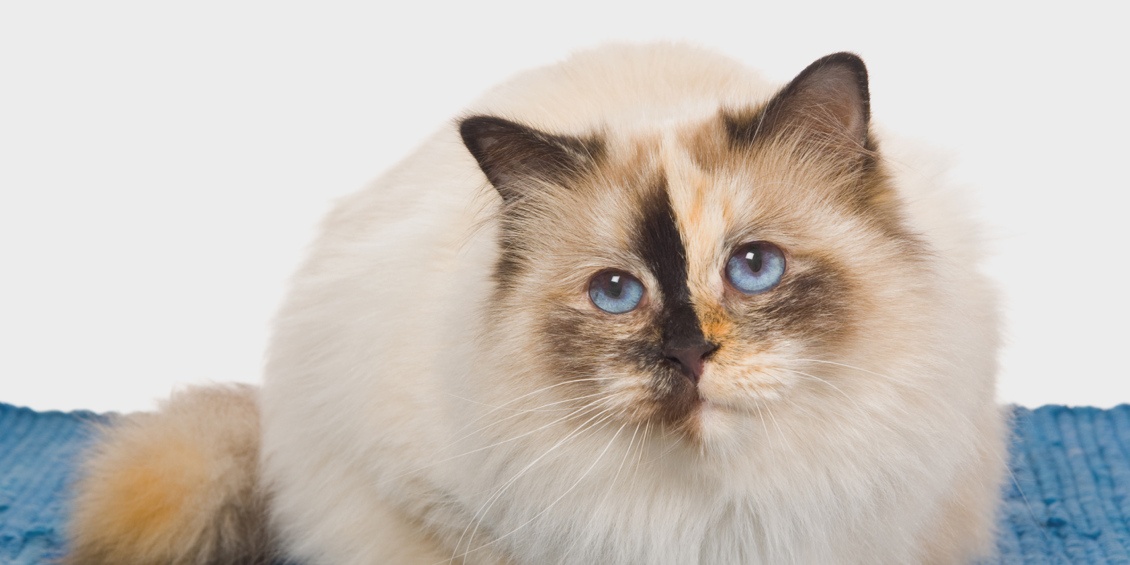 Бирманская кошка: черепаховый окрас