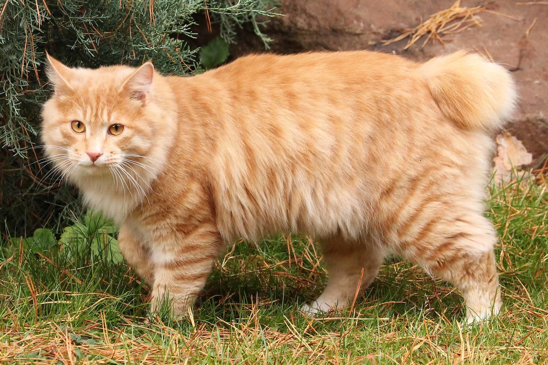 KURILIAN_BOBTAIL_Maschio_Veika_2011_cropped.jpg