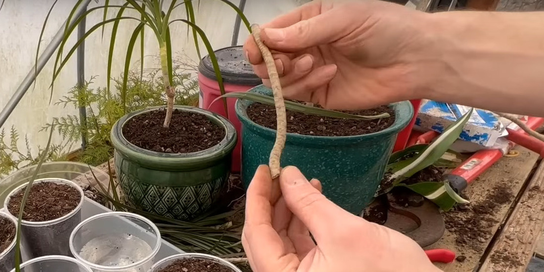 Заготовьте черенки для размножения драцены