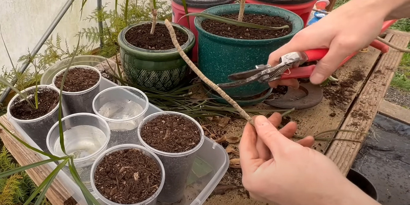 Заготовьте черенки для размножения драцены