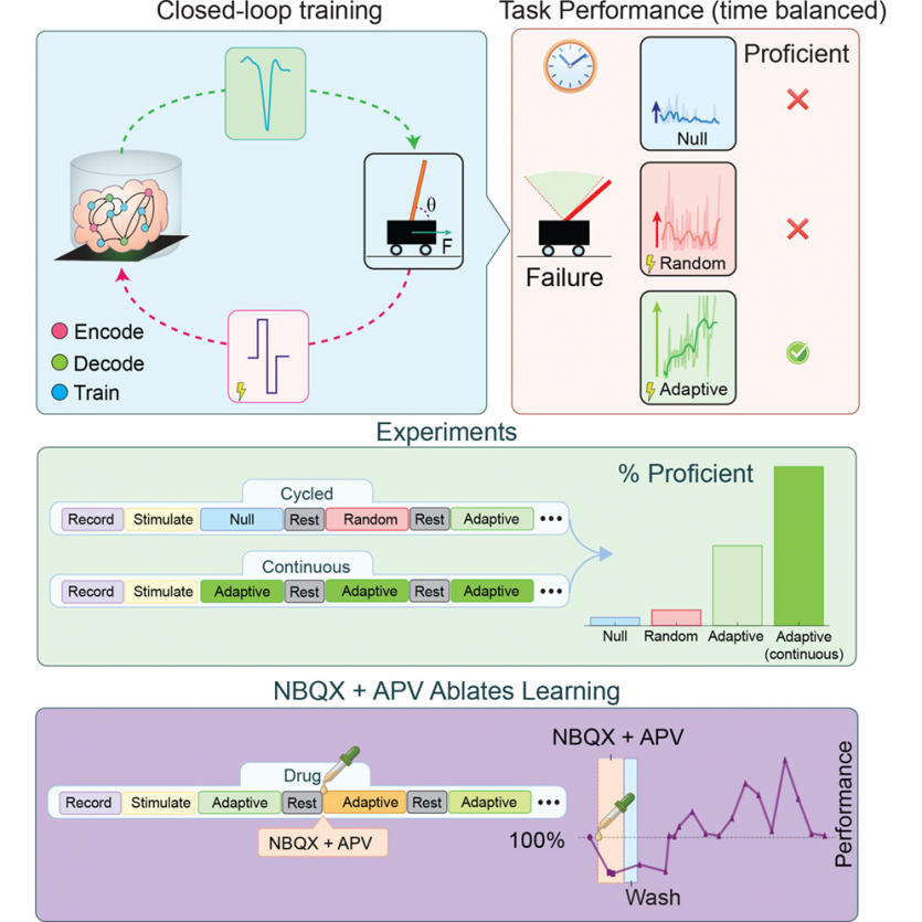 Вчені виростили міні-мозок в лабораторії, а потім він розв'язав інженерну задачу