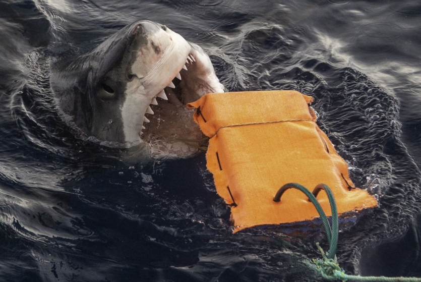 Дослідники розробляють костюм проти акул: кусає, але не вбиває