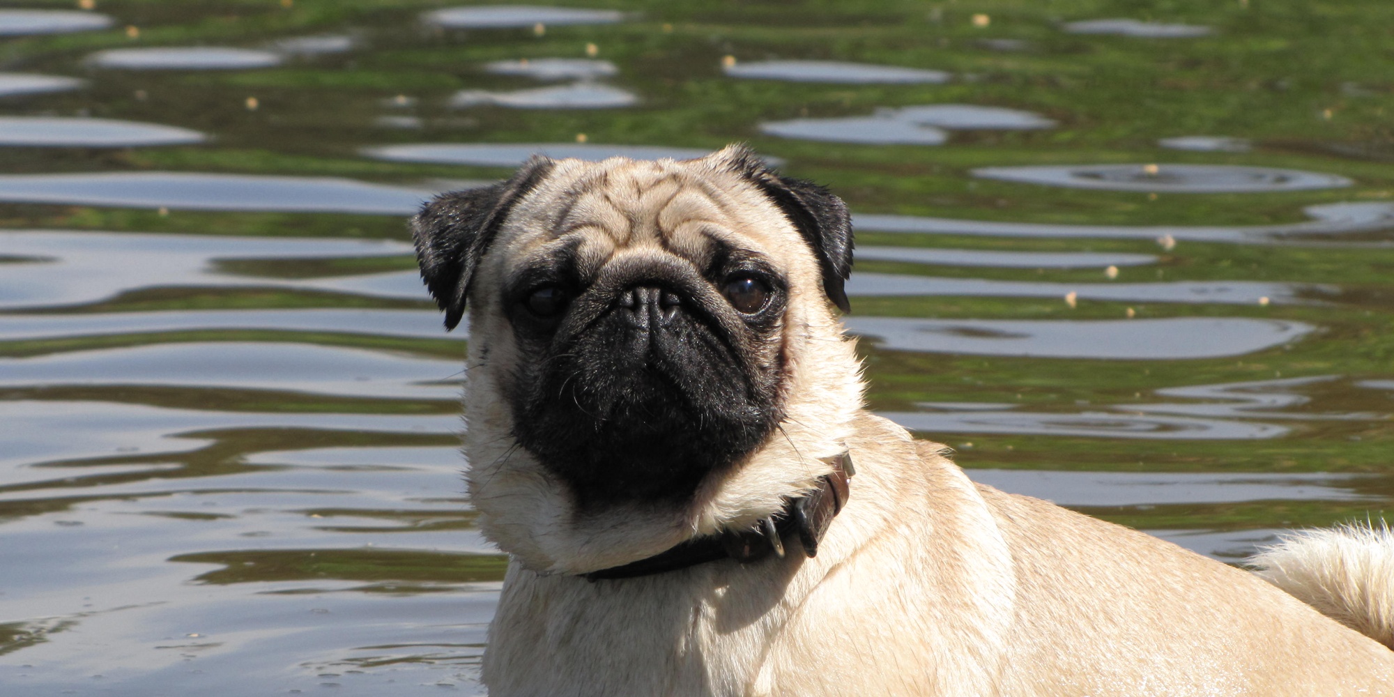 У каких собак выпадают глаза: мопсы