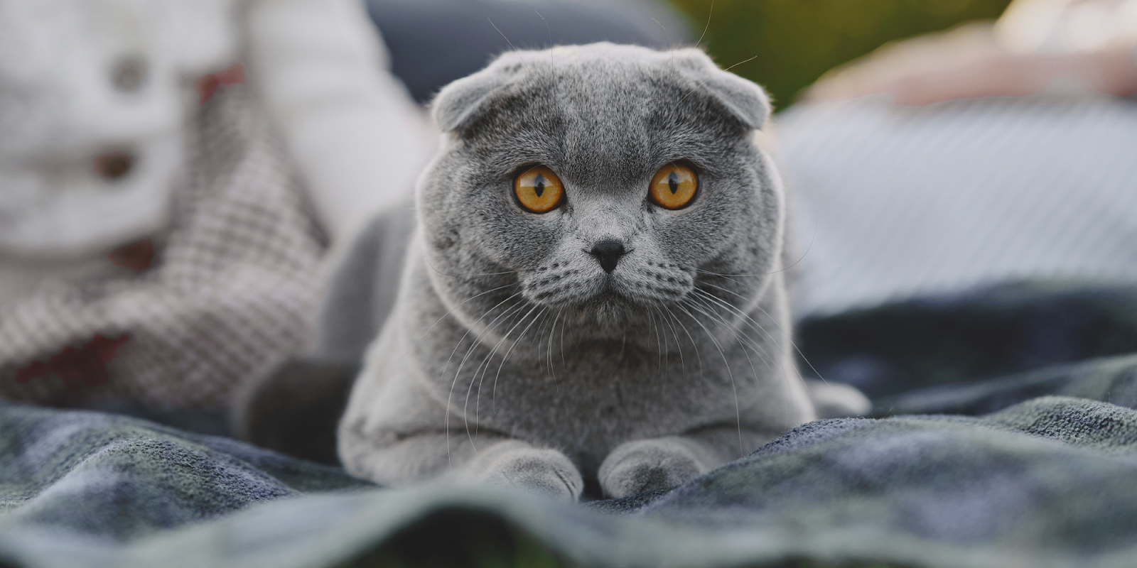 Шотландская вислоухая кошка