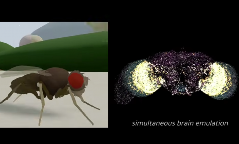 ШІ навпаки: дослідники завантажили живий мозок мухи в Матрицю і дозволили йому керувати віртуальним тілом