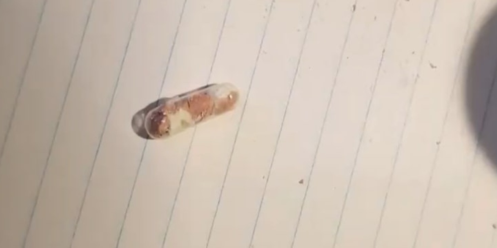 Как дать собаке таблетку: спрячьте лекарство в желатиновую капсулу