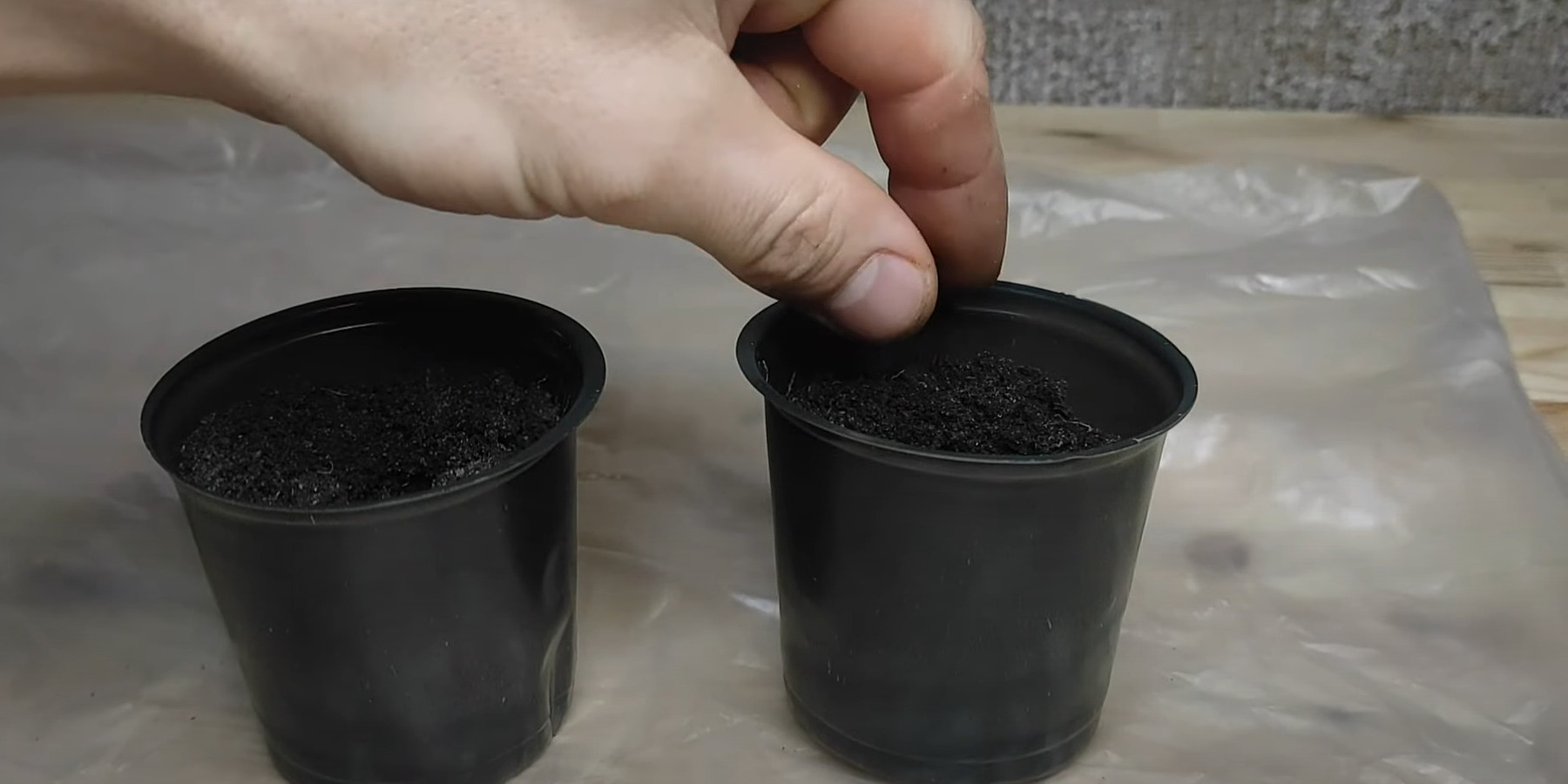 Как размножить драцену в домашних условиях: посадите семена