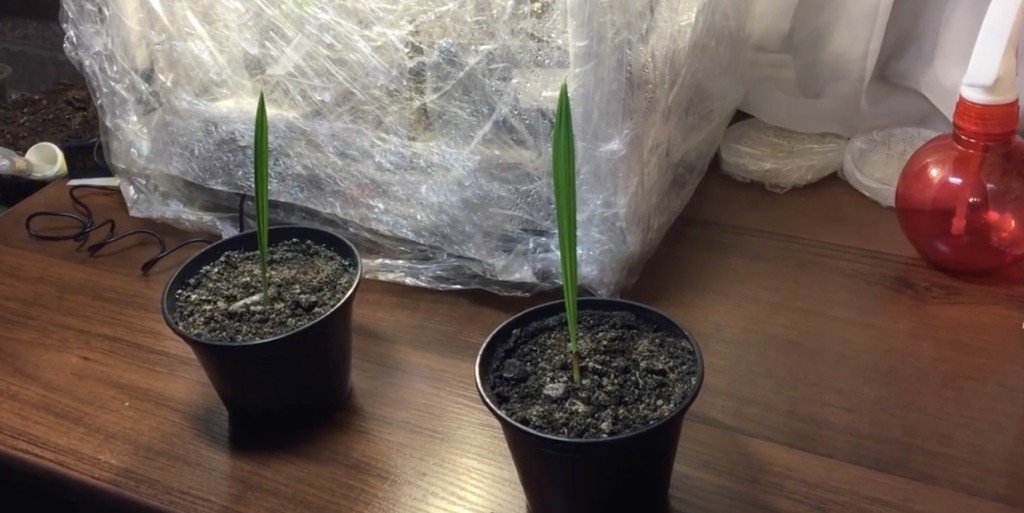 Дождитесь всходов