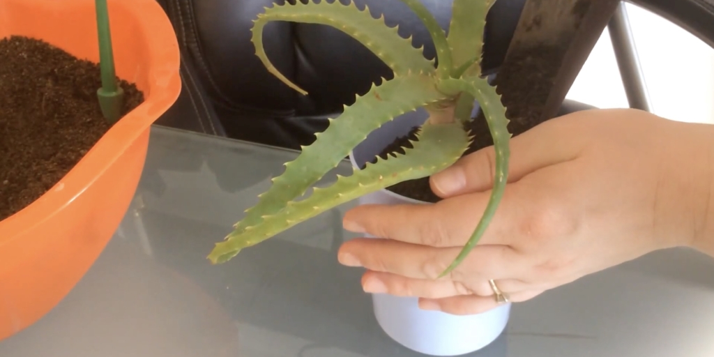 Как размножить алоэ в домашних условиях: посадите отростки