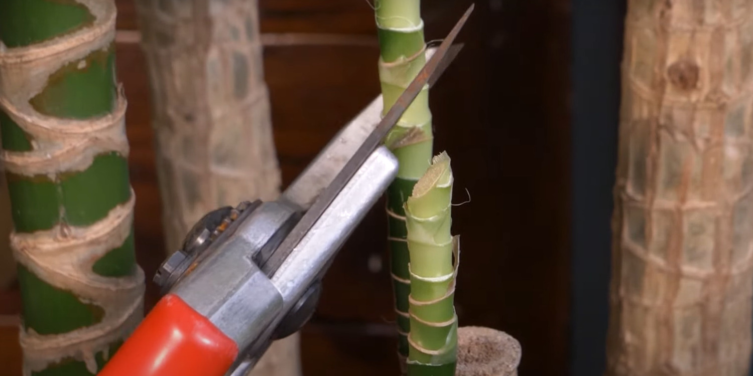 Как размножить драцену: заготовьте черенок