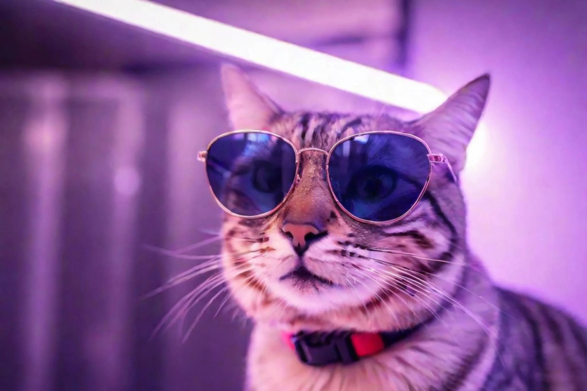 Вчені вимкнули алергію на котів ультрафіолетовим світлом