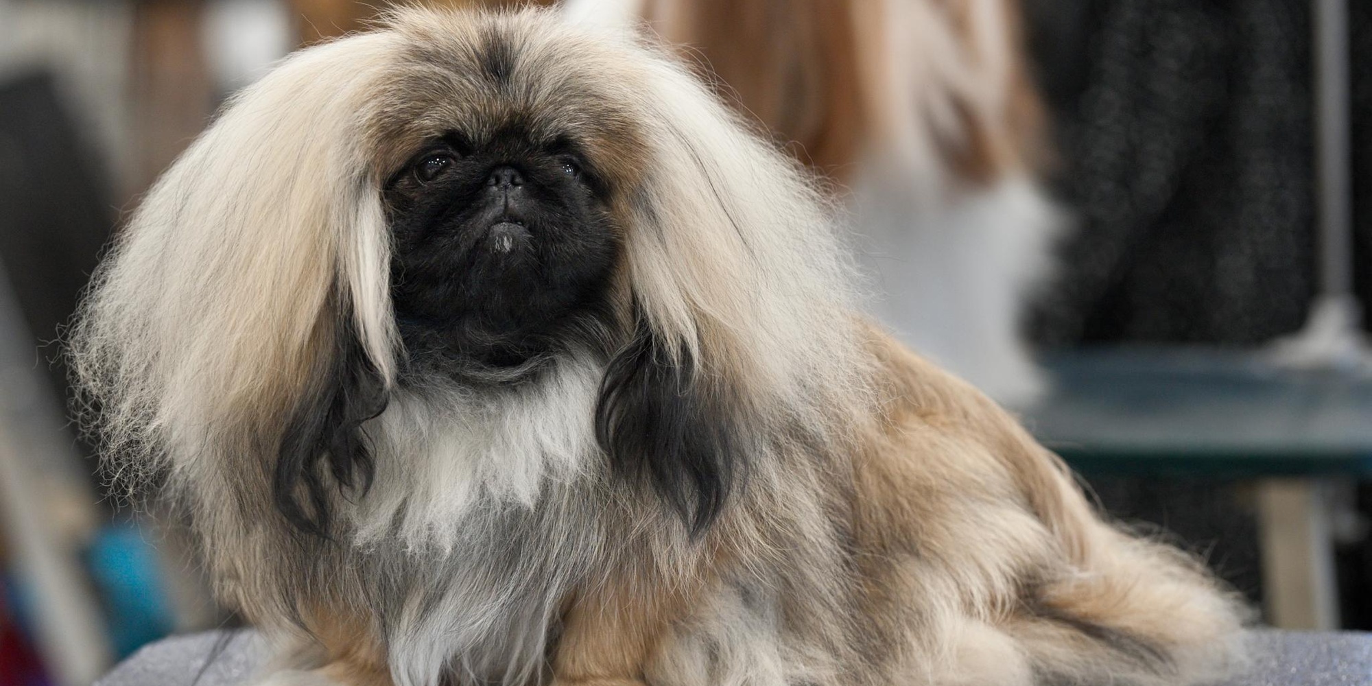 У каких пород собак выпадают глаза: пекинес