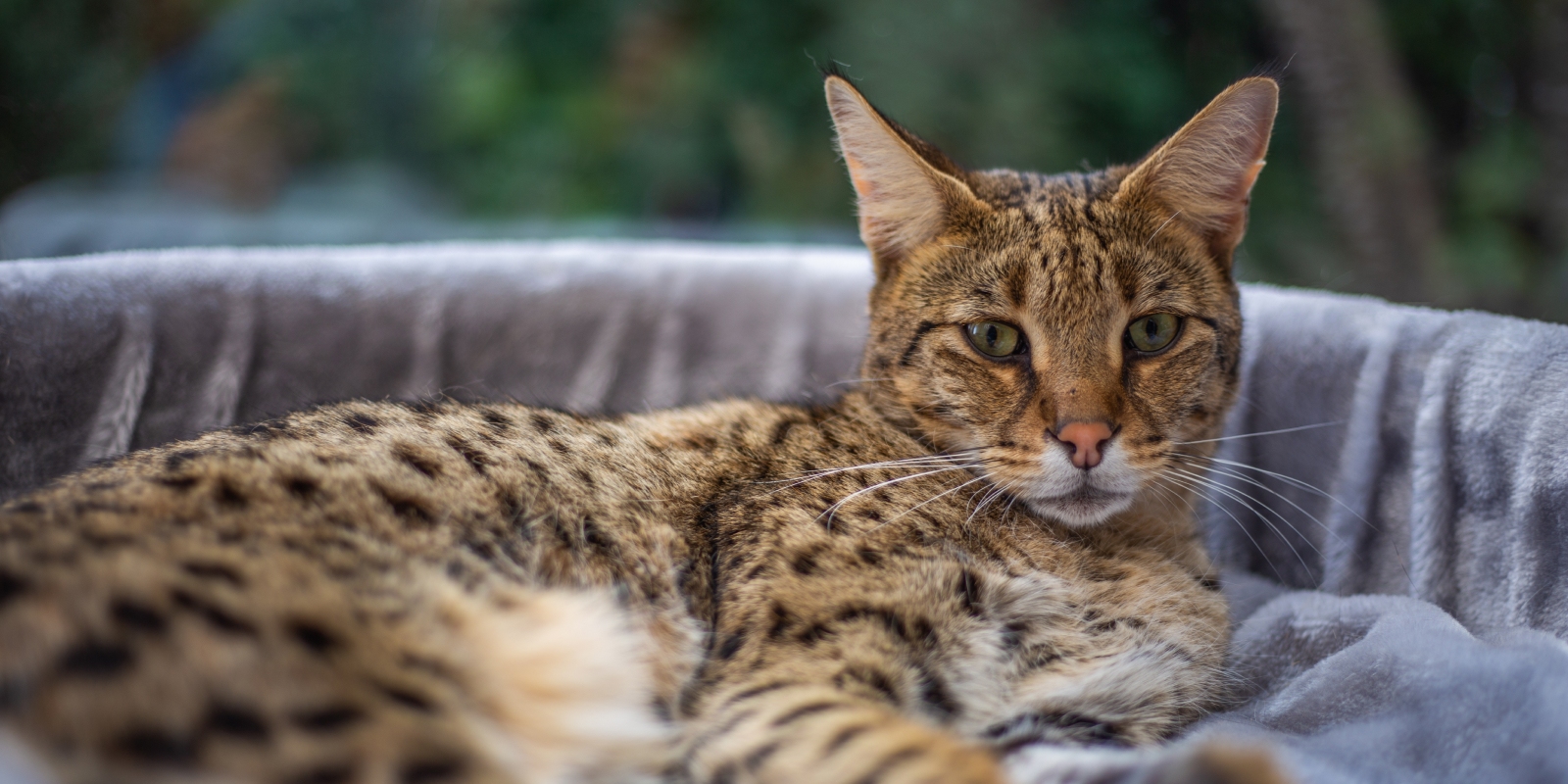 Кошки-долгожители: саванна