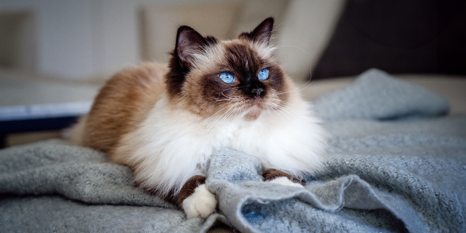 Бирманская кошка: тёмно-коричневый окрас