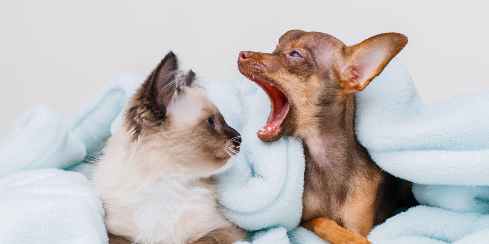 Бирманские кошки прекрасно ладят с другими животными