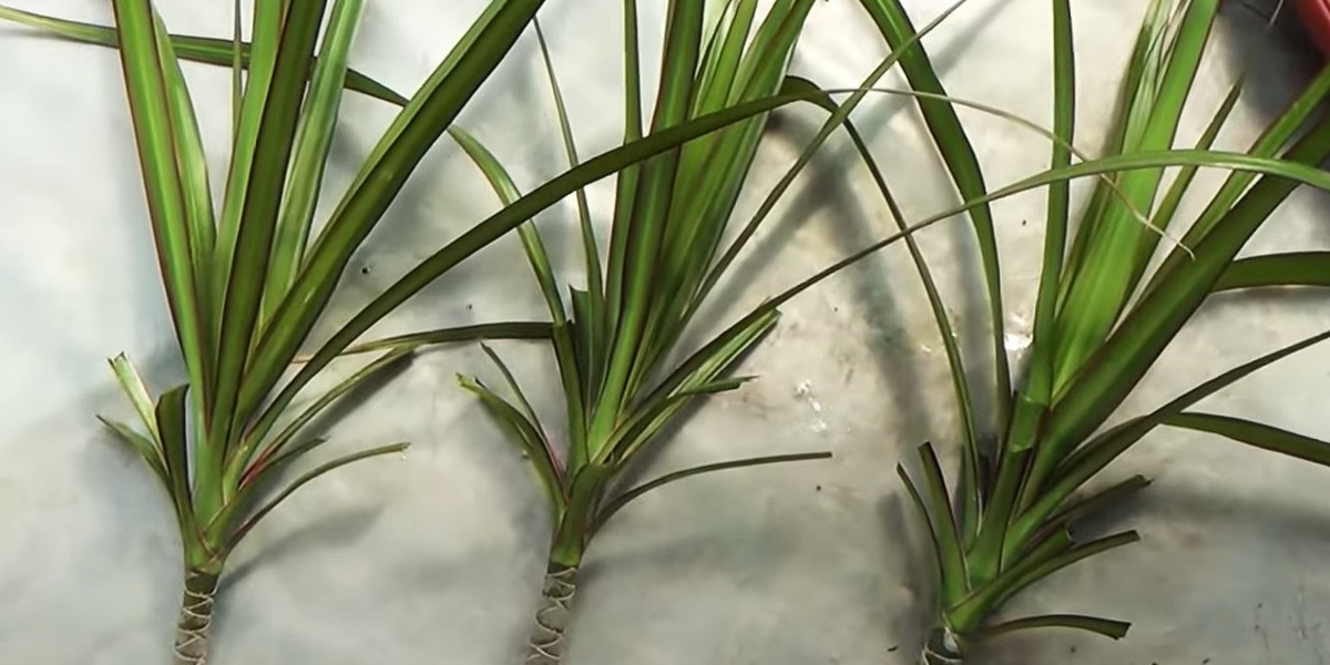 Как размножить драцену: заготовьте черенок