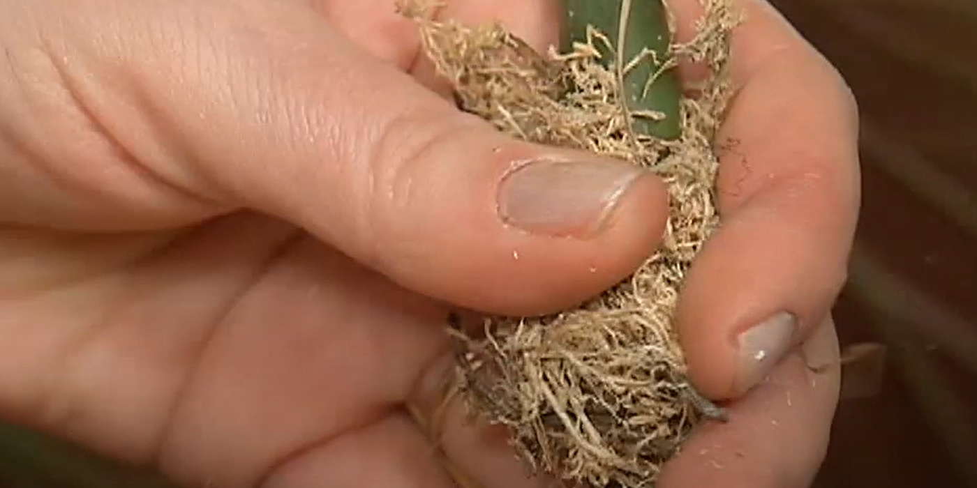 Как размножить драцену в домашних условиях: накройте надрез влажным сфагнумом