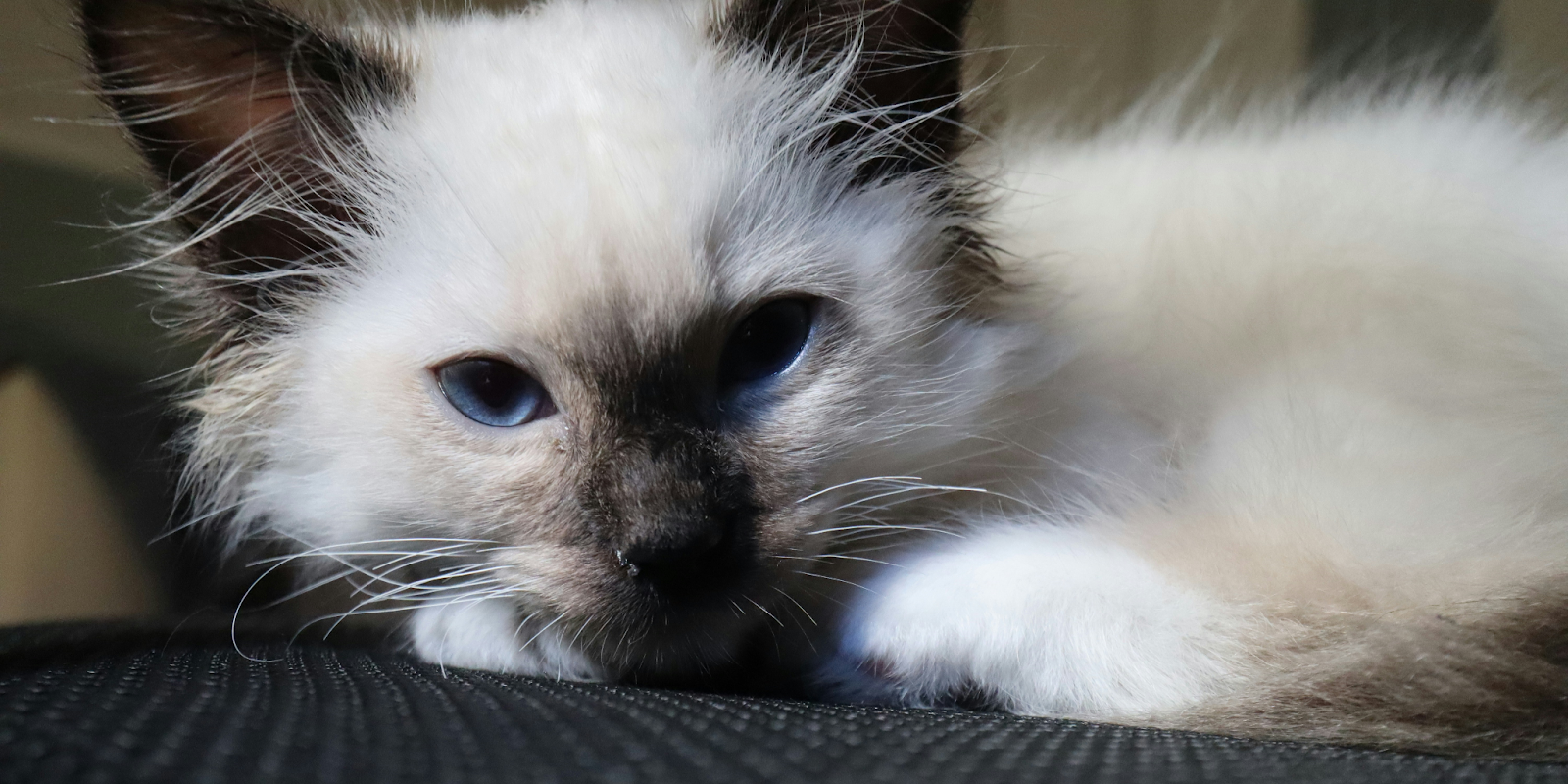 Бирманская кошка: на что обратить внимание при покупке