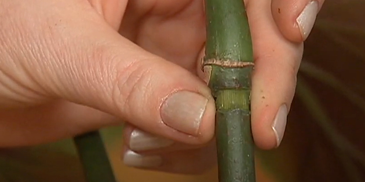 Как размножить драцену в домашних условиях: сделайте надрез