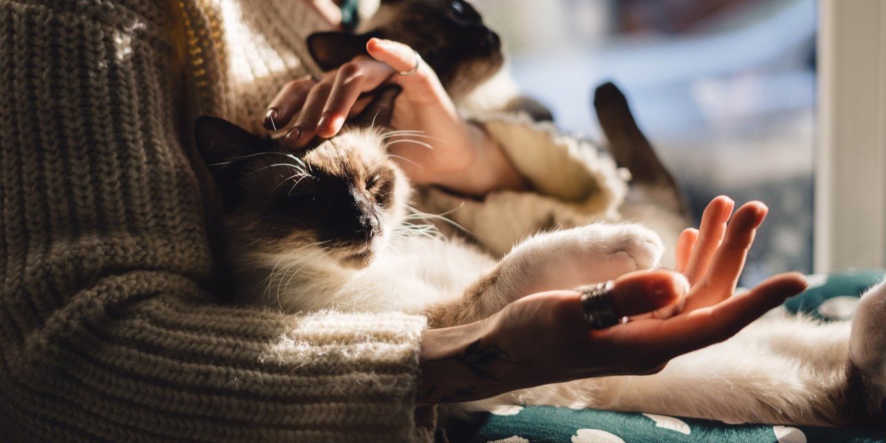 Бирма: как кошки этой породы уживаются со взрослыми