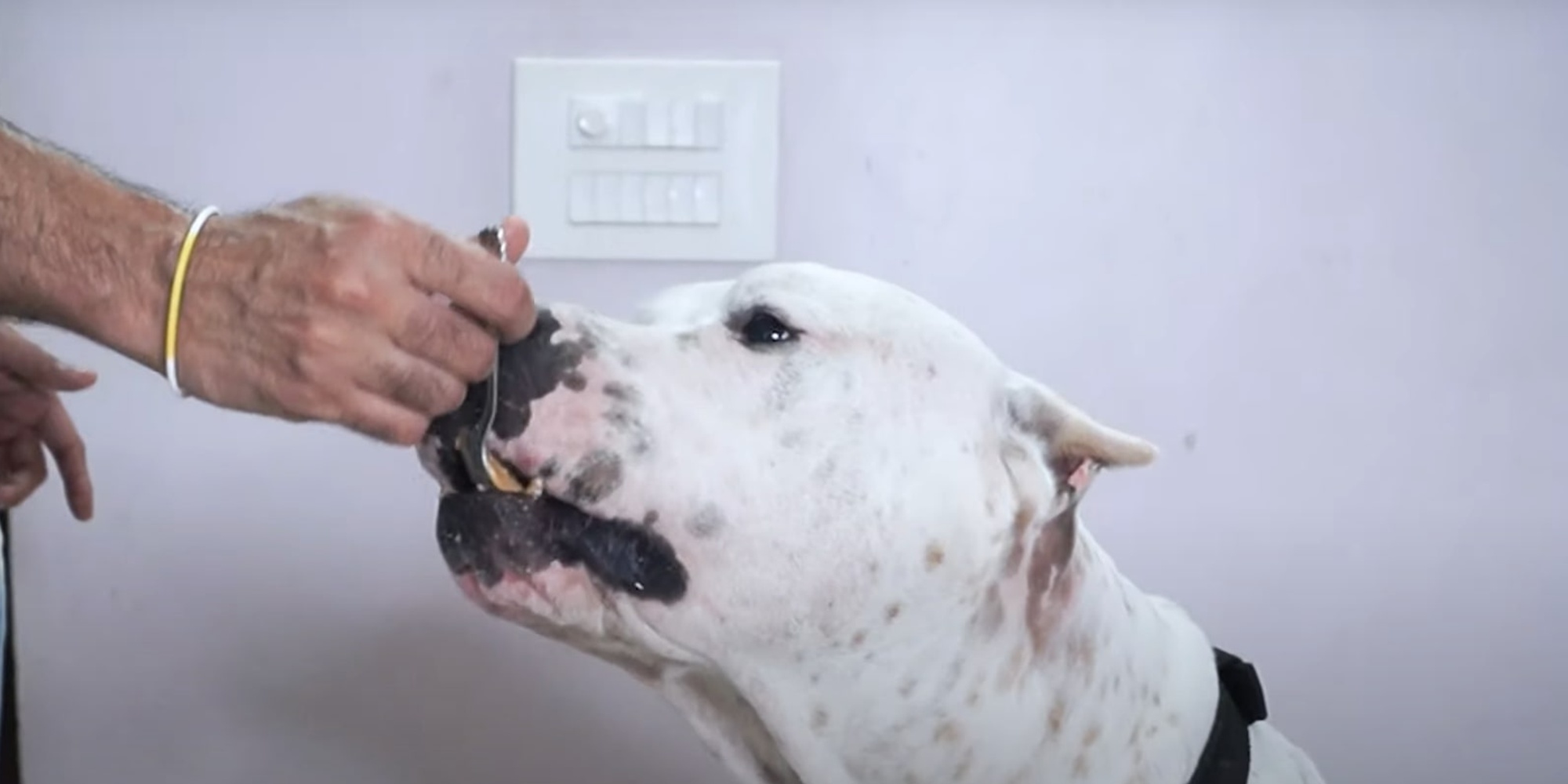 Дайте собаке