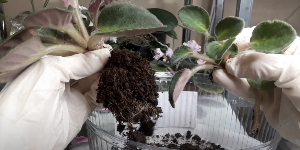 Для размножения фиалки делением куста отделите «деток»