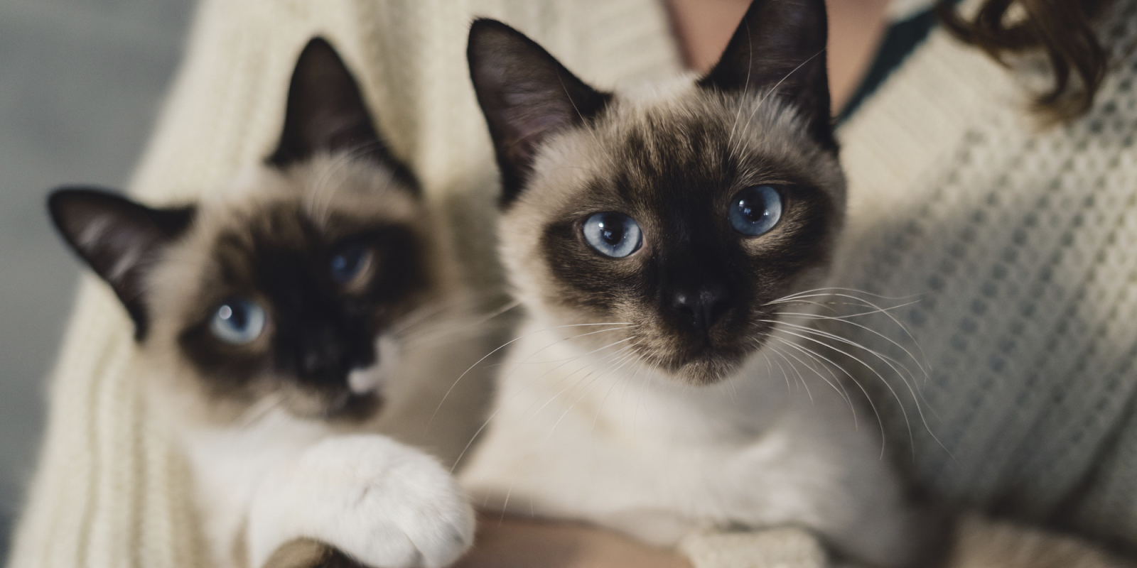 Породы кошек для детей: сиамская кошка