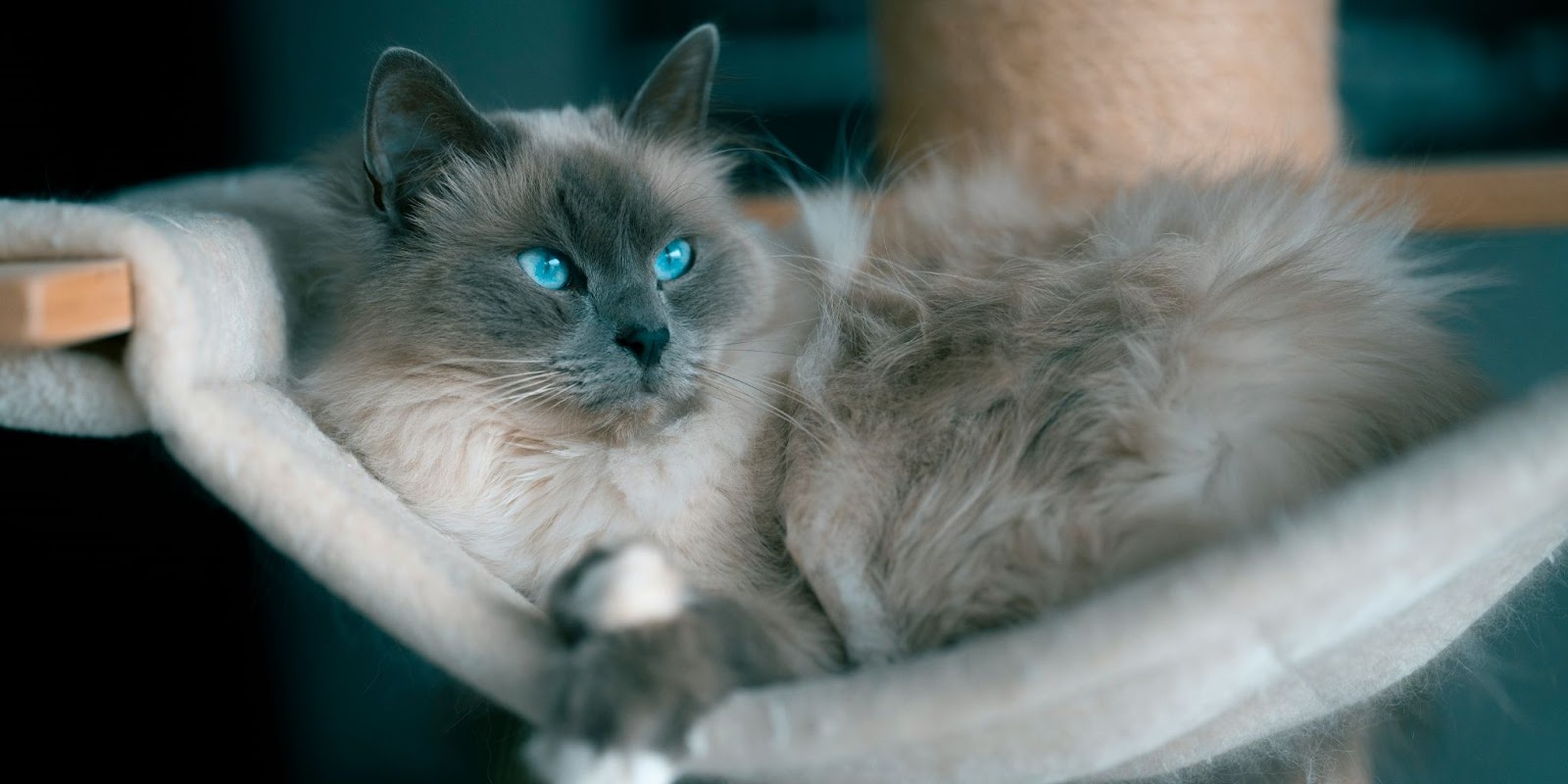 В каких условиях содержать бирманскую кошку