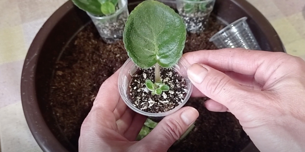 Как размножить фиалку листьями: дождитесь укоренения 