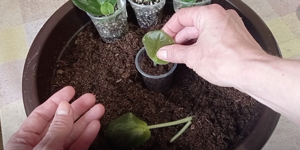 Как размножить фиалку листьями: погрузите стебель в грунт