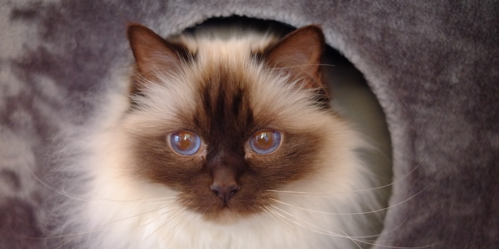 Бирманская кошка шоколадного окраса