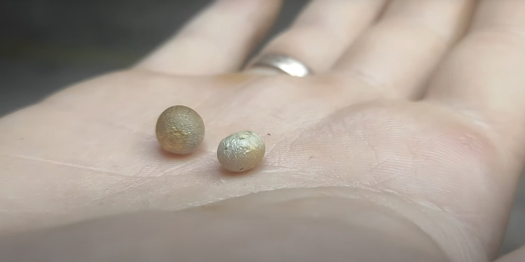 Семена драцены