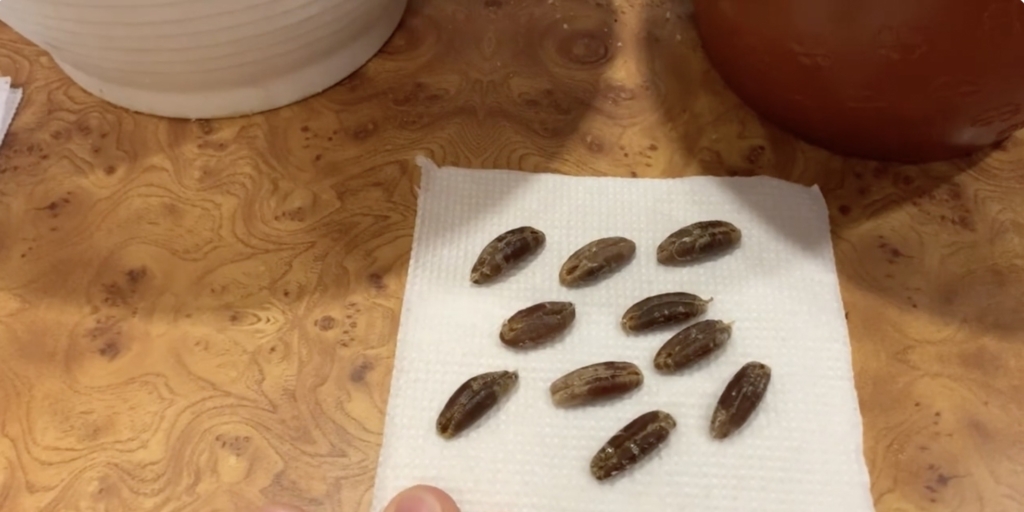 Дайте семенам обсохнуть