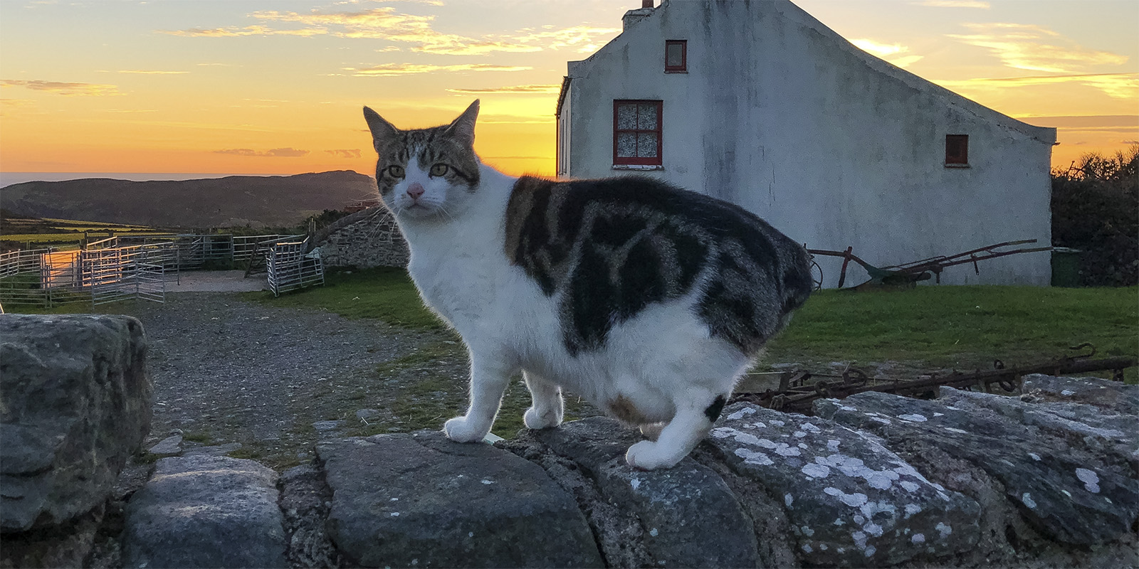 Мэнская кошка