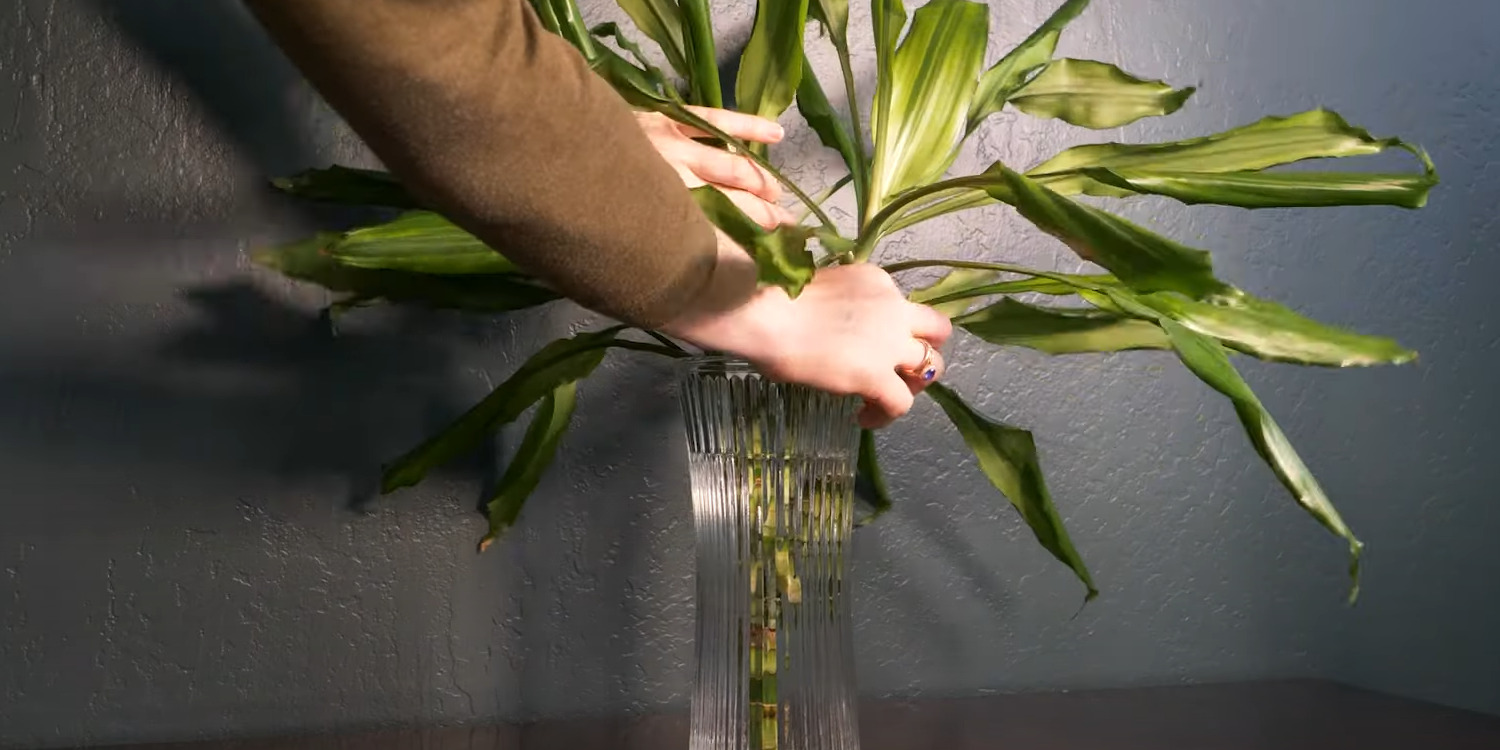 Как размножить драцену: поставьте черенок в воду